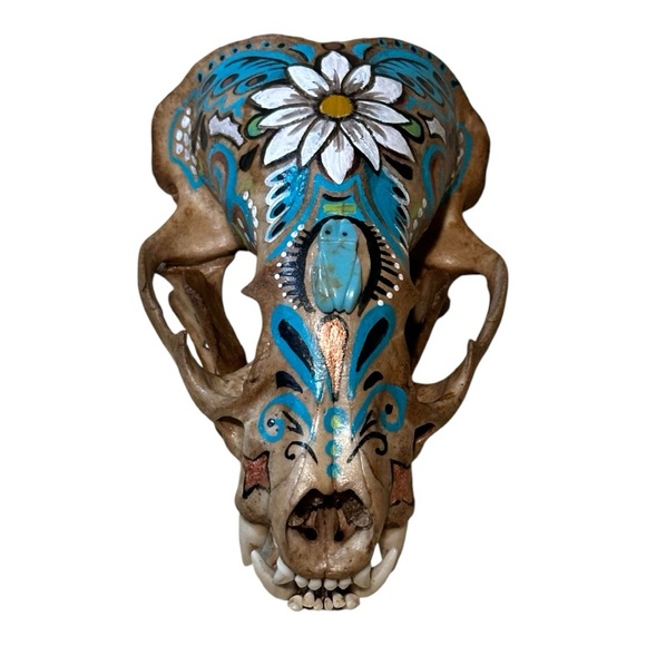 American Badger skull handpainted art skeletons  turquoise OOAK home decor - Picture 5 of 8